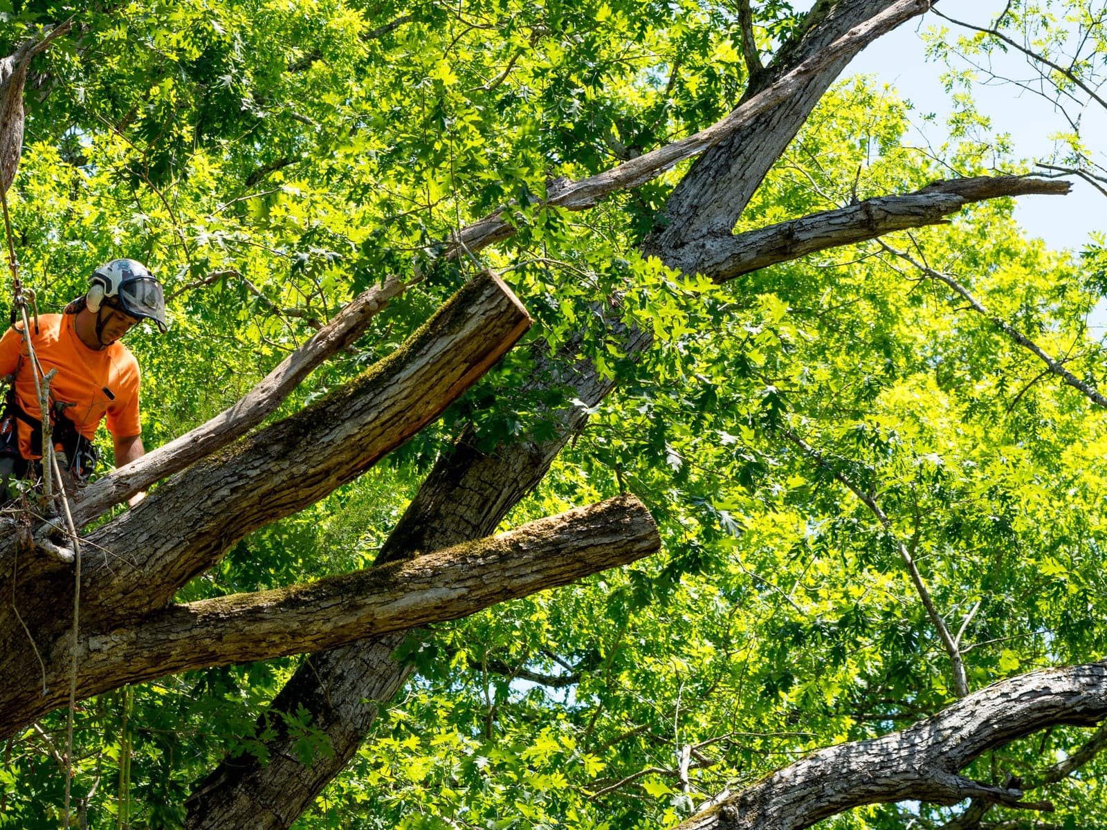 Crown Lifting for Light, Clearance, and Tree Health