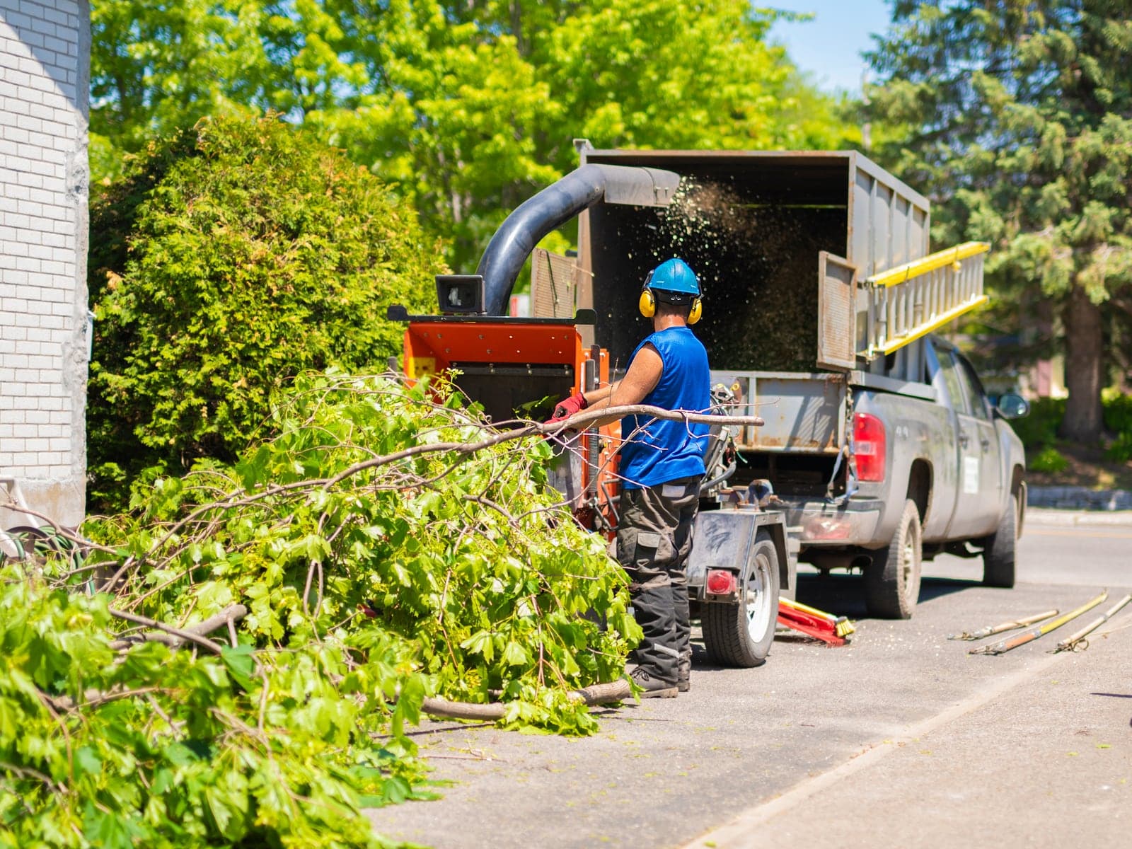 Tree Removal in London: Cost, Access, and Safety Explained