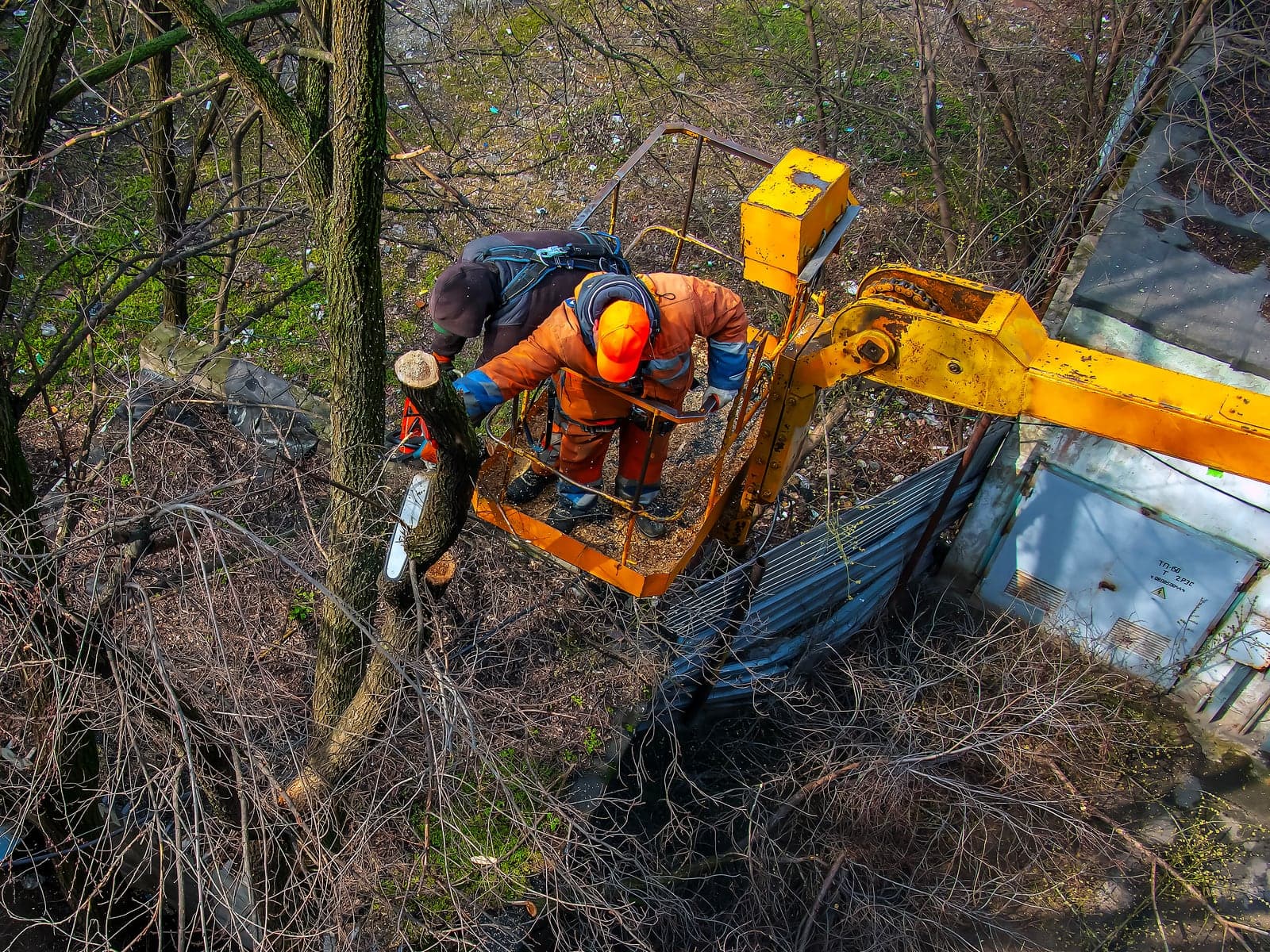 Tree Surgery in Ealing: A Homeowner's Practical Guide